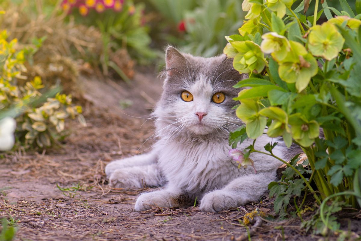 Crie um Jardim Seguro para Gato com DIY 8 Jardim Seguro para Gato