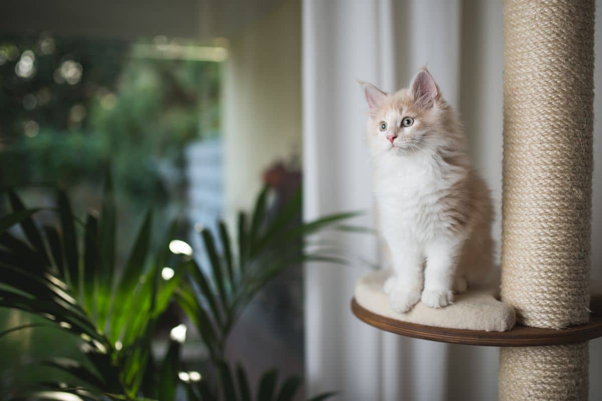 DIY: Como Fazer um Poste de Arranhador com Materiais Reciclados 1 Poste de Arranhador para Gatos
