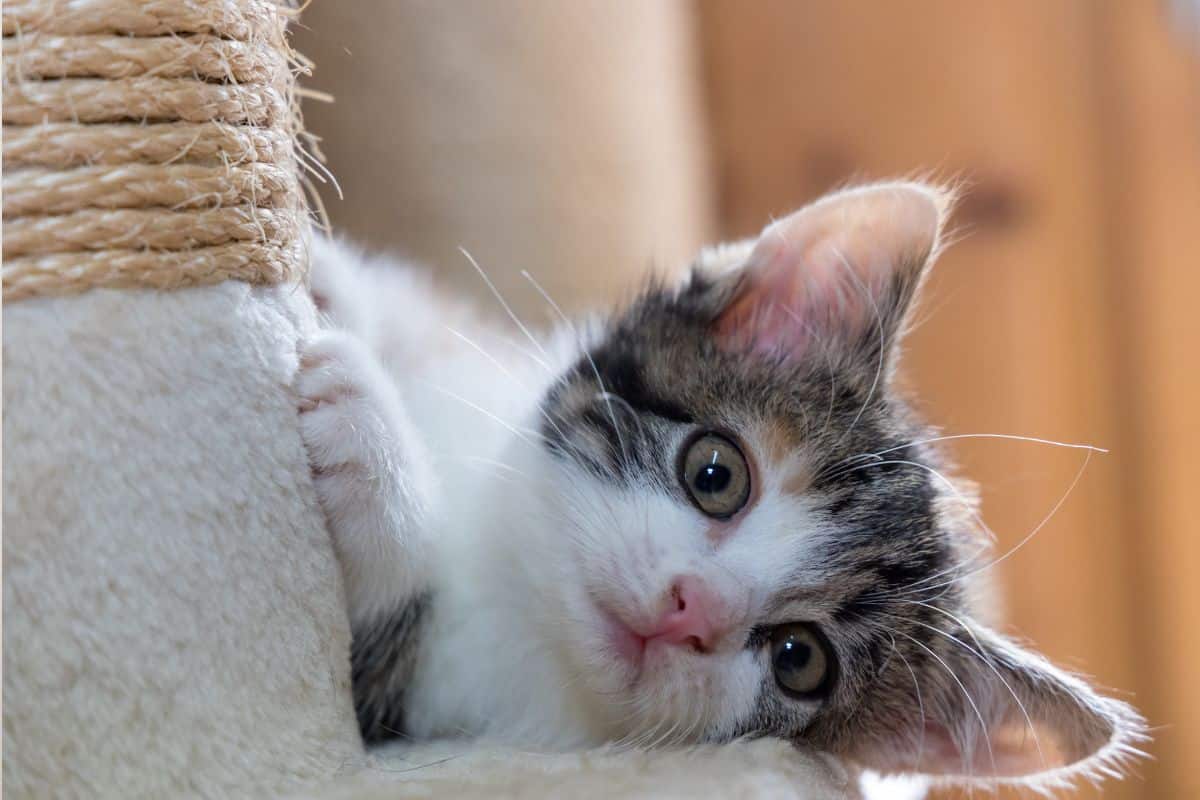 DIY: Como Fazer um Poste de Arranhador com Materiais Reciclados 5 Poste de Arranhador para Gatos