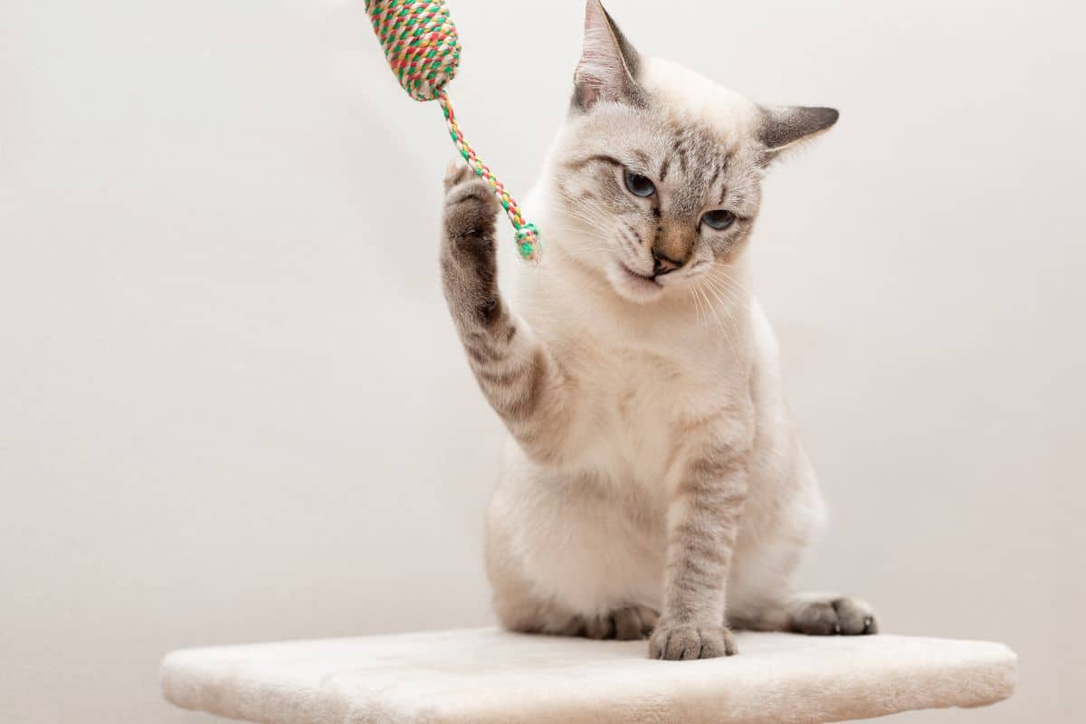 Gato | Brinquedo gato interativo interno,Brinquedo bola gatinho para manter  seu gato saudável, entretido, jogo interativo, decoração festa, jogo