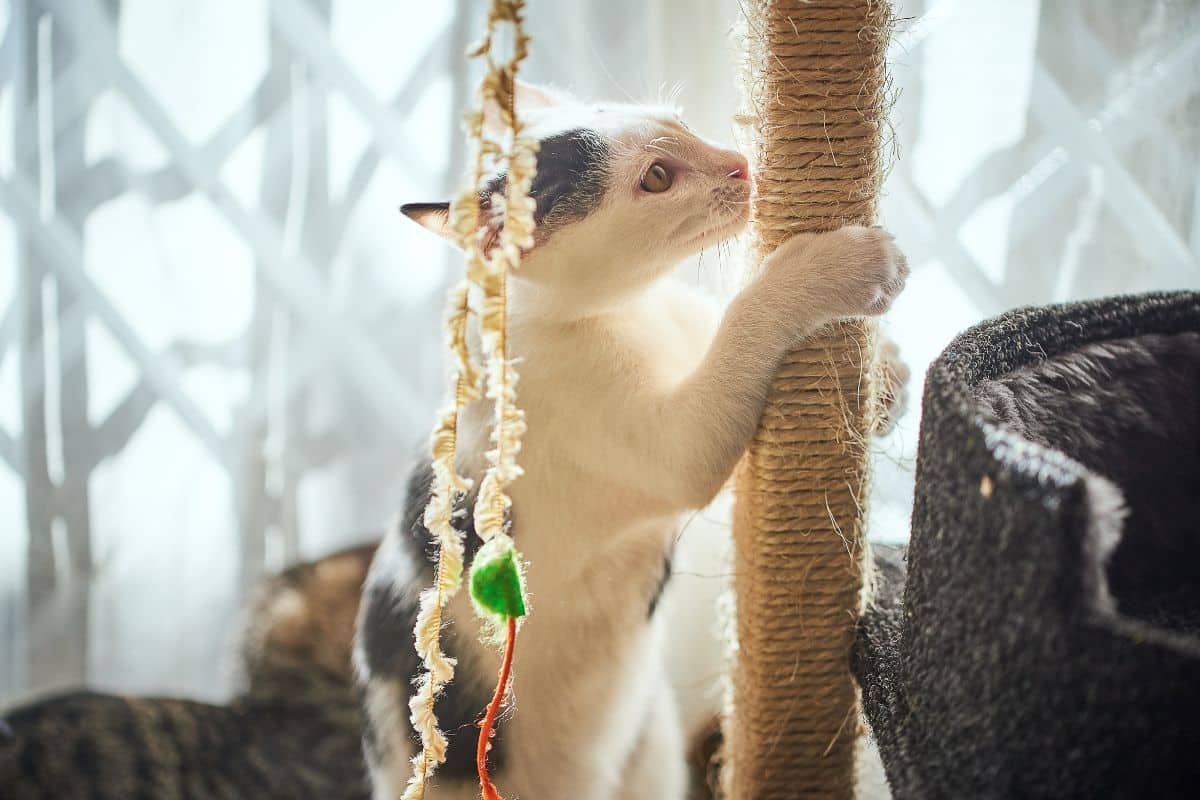 Poste de Arranhador para Gatos