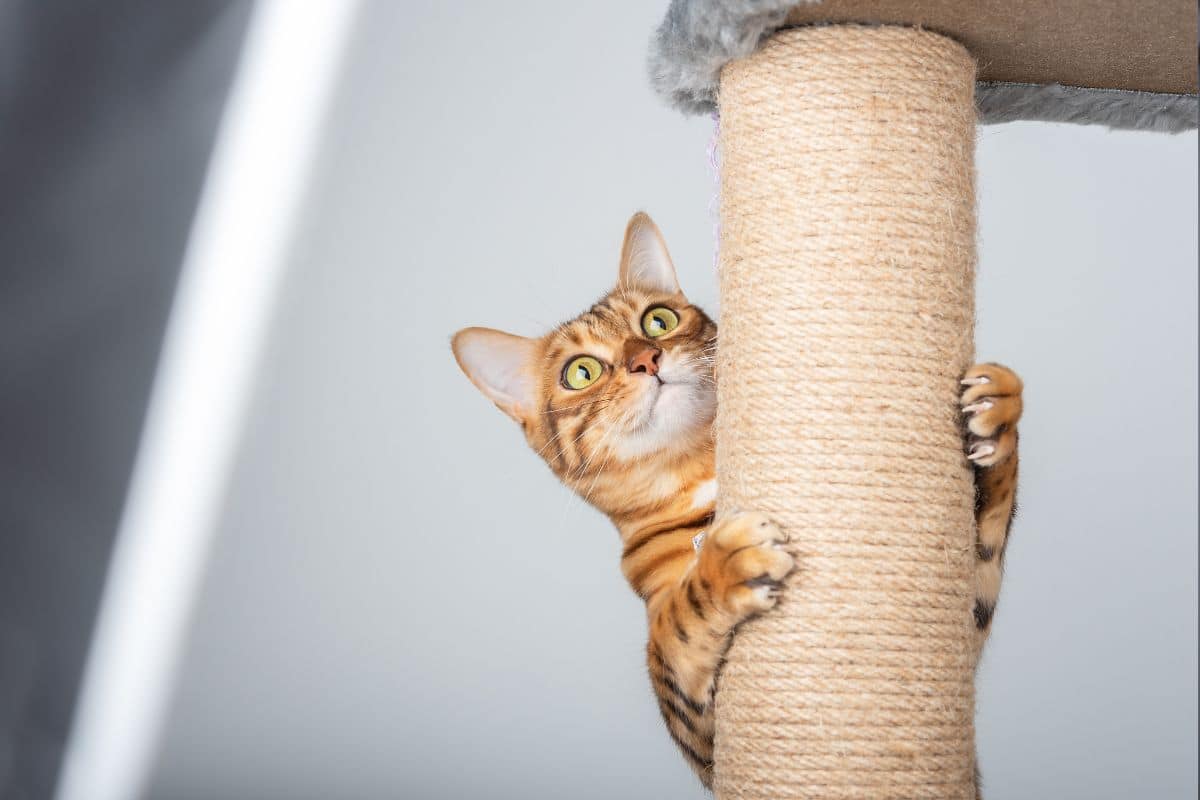 DIY: Como Fazer um Poste de Arranhador com Materiais Reciclados 7 Poste de Arranhador para Gatos