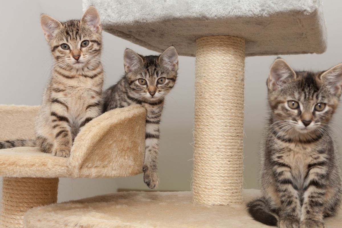 DIY: Como Fazer um Poste de Arranhador com Materiais Reciclados 4 Poste de Arranhador para Gatos