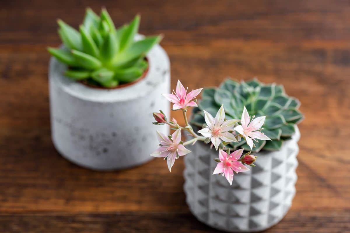 DIY: Como Fazer Vasos de Plantas Decorativos com Concreto