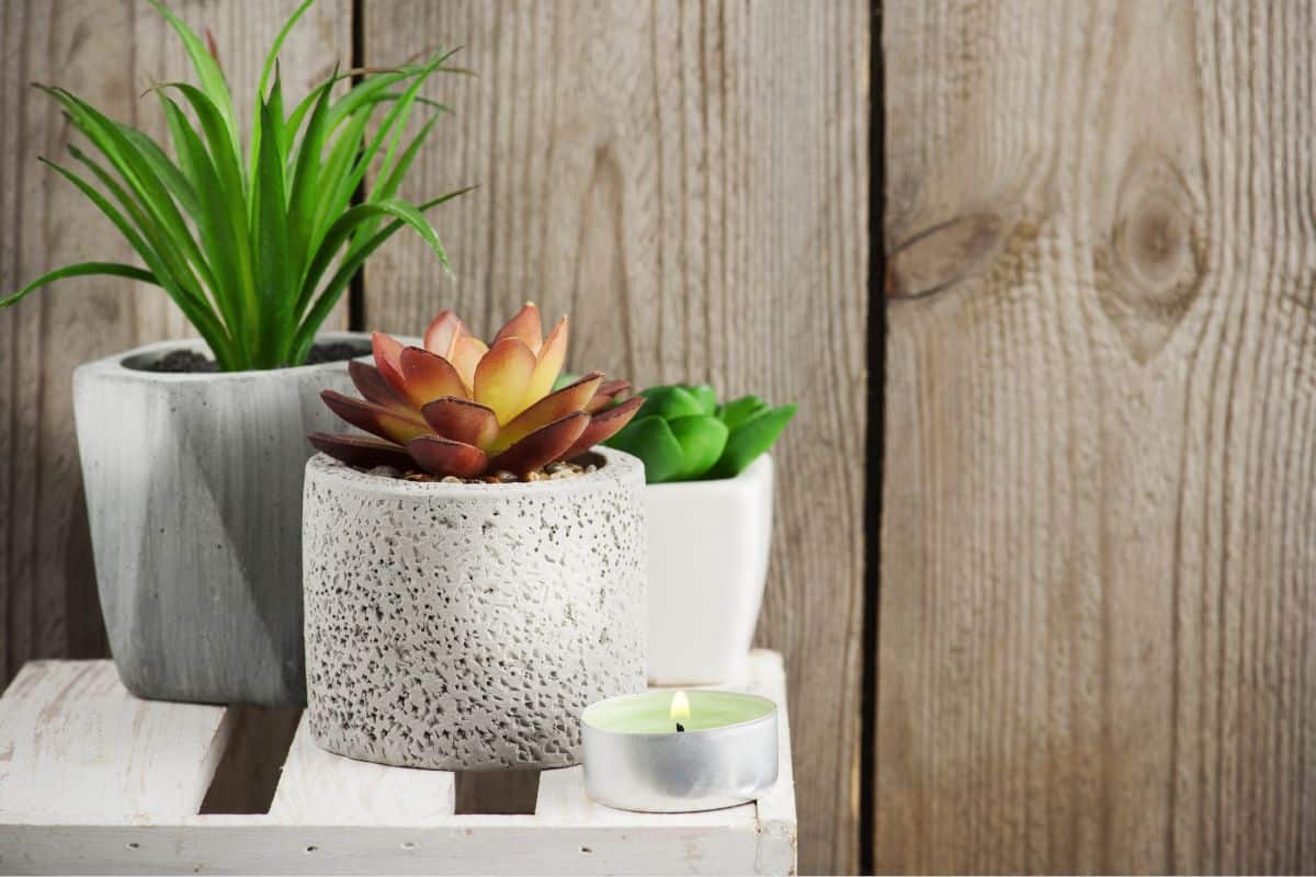 DIY: Como Fazer Vasos de Plantas Decorativos com Concreto