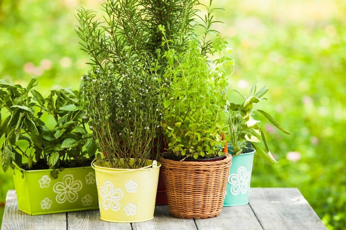 Como Plantar Um Jardim de Ervas em Sua Varanda! Como Plantar Um Jardim de Ervas em Sua Varanda!