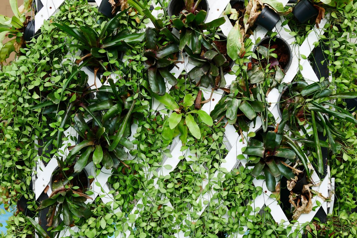 DIY: Como Fazer um Jardim Vertical em Casa 11 Como Criar um Jardim Vertical em Casa com DIY