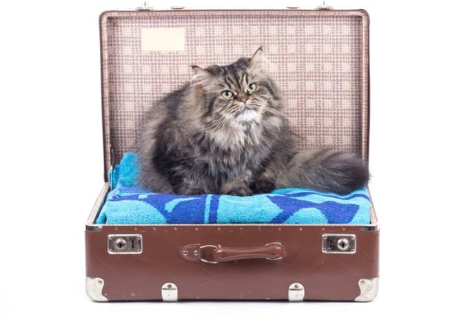 Decoração Sustentável: Como Reciclar Objetos para o Uso do seu Pet 1 Transforme uma Mala Antiga em uma Cama de Pet: DIY