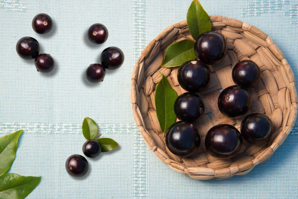 Jabuticabeira em Vaso: Dicas Incríveis para Cultivar e Desfrutar de Seus Frutos! 2 Jabuticabeira em Vaso: Dicas Incríveis para Cultivar e Desfrutar de Seus Frutos!