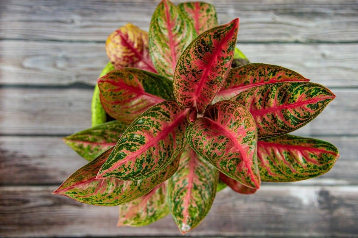 Aglaonema