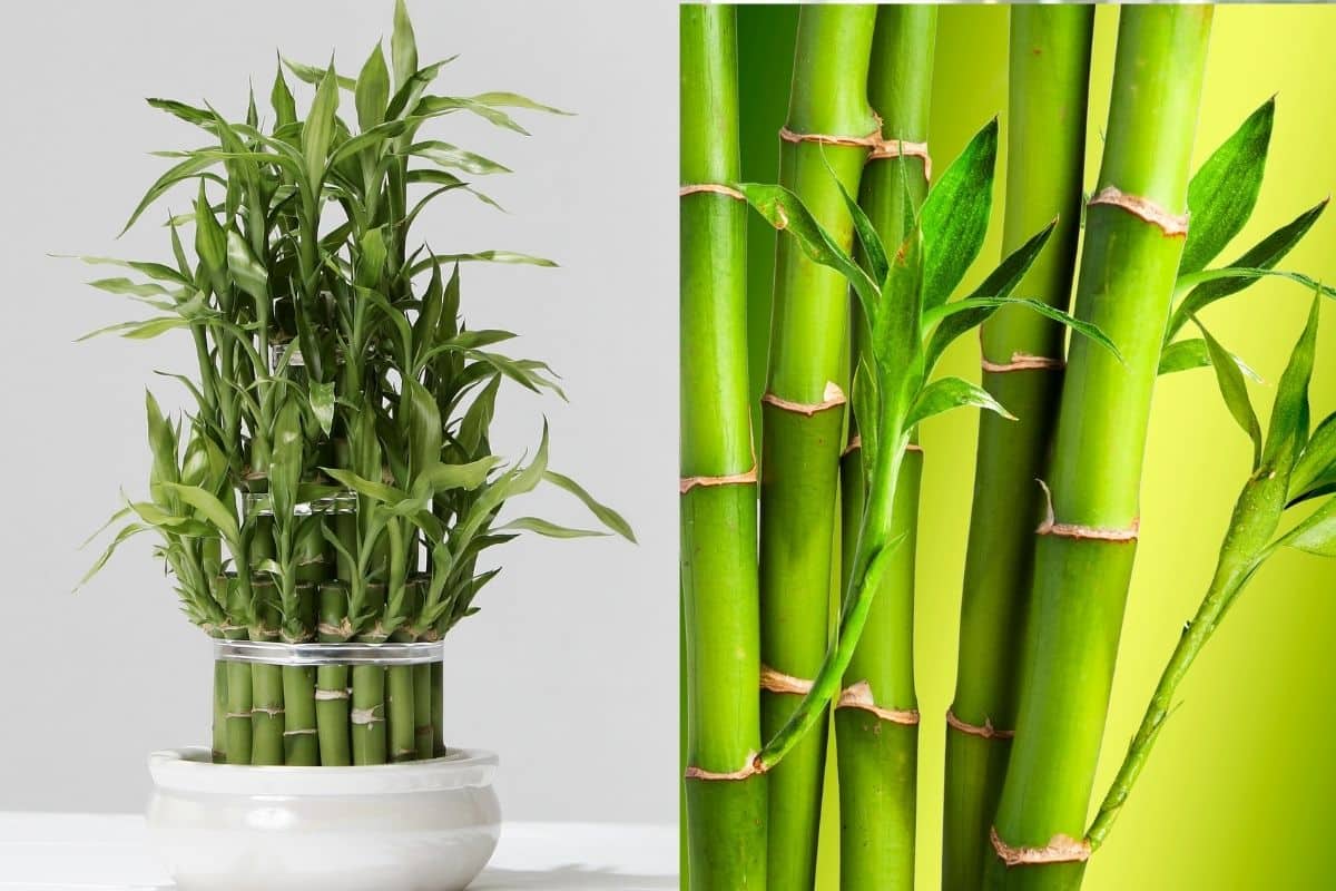 Cerca Viva: 5 Espécies para Transformar seu Jardim em um Paraíso Verde! 1 Bambu Mossô