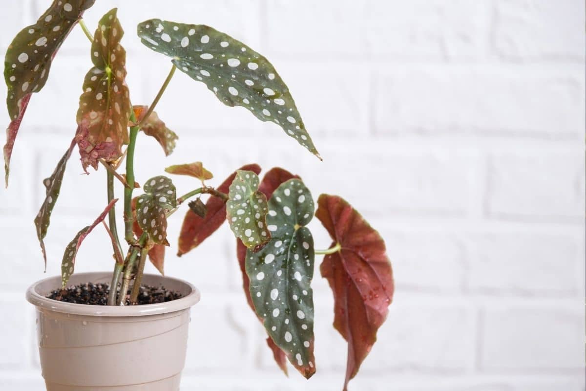 Begonia Maculata: Tudo que Você Precisa Saber sobre a Planta-Rex! 2 Begonia Maculata