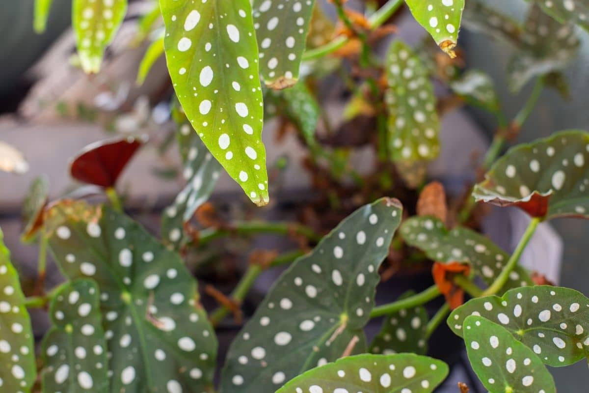 Begonia Maculata: Tudo que Você Precisa Saber sobre a Planta-Rex! 1 Begonia Maculata
