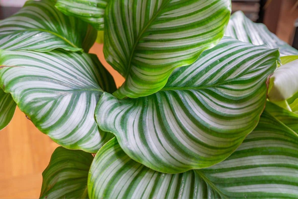 Plantas com folhas listradas: 10 espécies incríveis para dar vida à sua casa! 2 Calathea