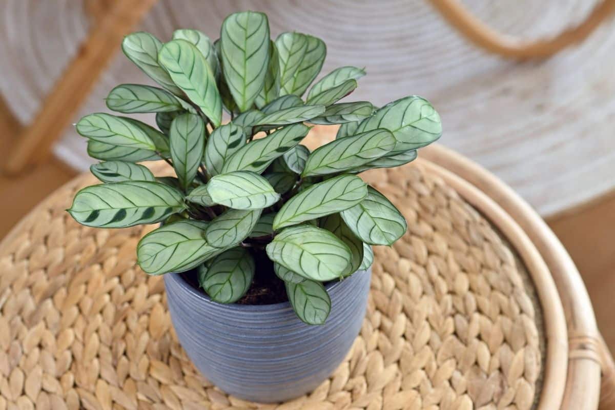 Plantas com folhas listradas: 10 espécies incríveis para dar vida à sua casa! 8 Ctenanthe Burle-Marxii