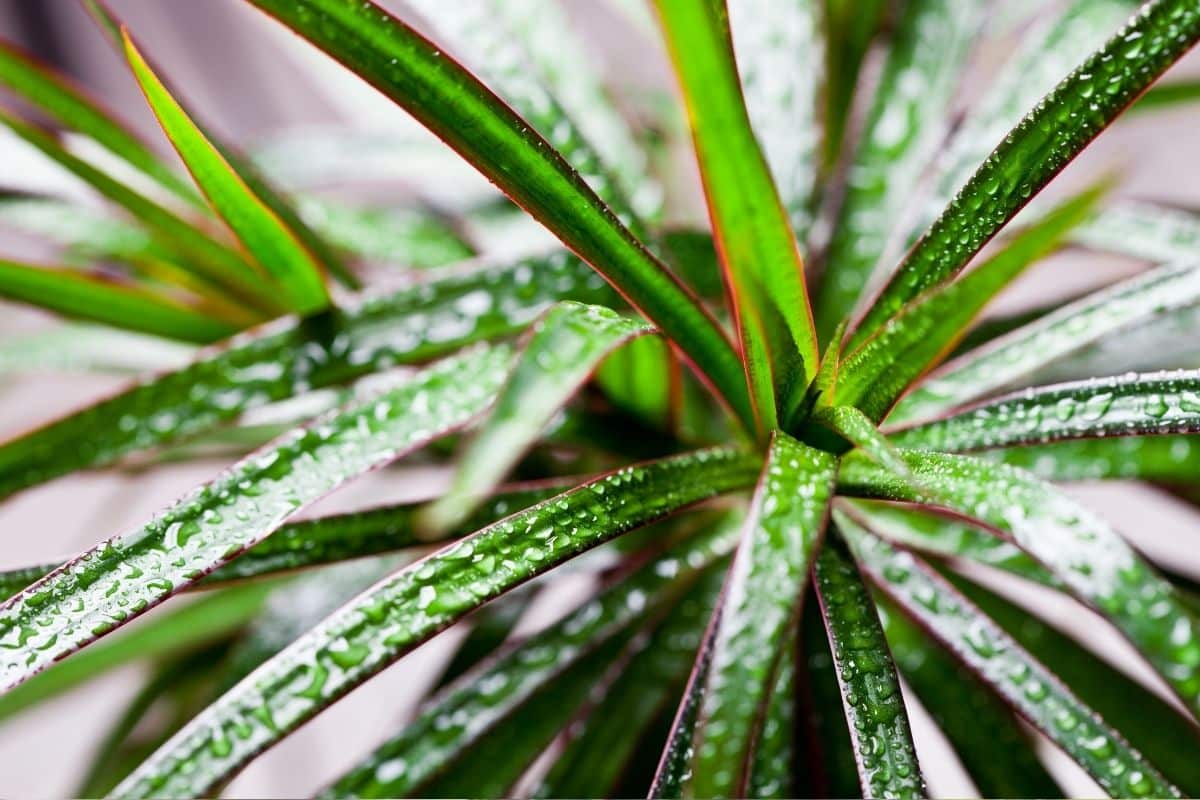 Dracena Warneckii