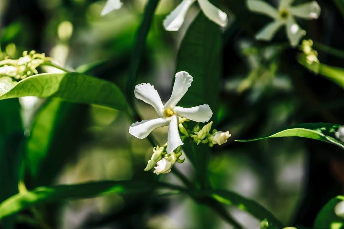 Cerca Viva: 5 Espécies para Transformar seu Jardim em um Paraíso Verde! 5 Cerca Viva: 5 Espécies para Transformar seu Jardim em um Paraíso Verde!