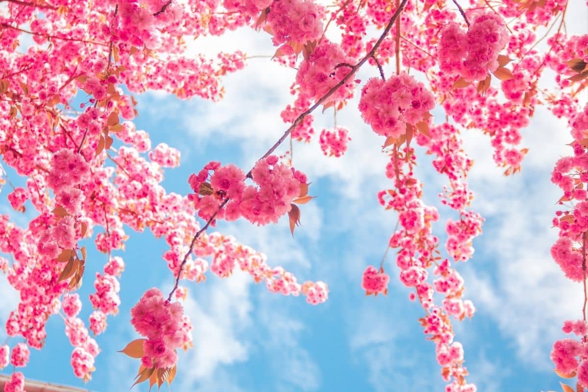 Cerca Viva: 5 Espécies para Transformar seu Jardim em um Paraíso Verde! 3 Cerca Viva: 5 Espécies para Transformar seu Jardim em um Paraíso Verde!