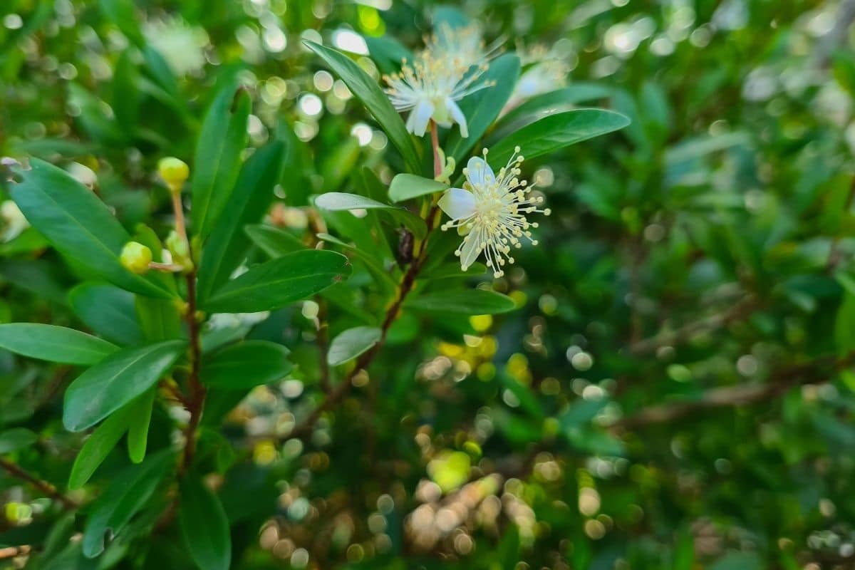 Cerca Viva: 5 Espécies para Transformar seu Jardim em um Paraíso Verde! 2 Cerca Viva: 5 Espécies para Transformar seu Jardim em um Paraíso Verde!