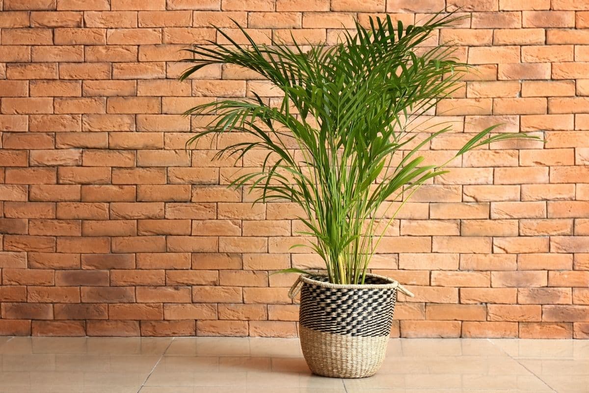 Tipos de Palmeiras: Descubra as Espécies Mais Fascinantes para Transformar seu Jardim em um Paraíso Tropical! 1 Tipos de Palmeiras: Descubra as Espécies Mais Fascinantes para Transformar seu Jardim em um Paraíso Tropical!