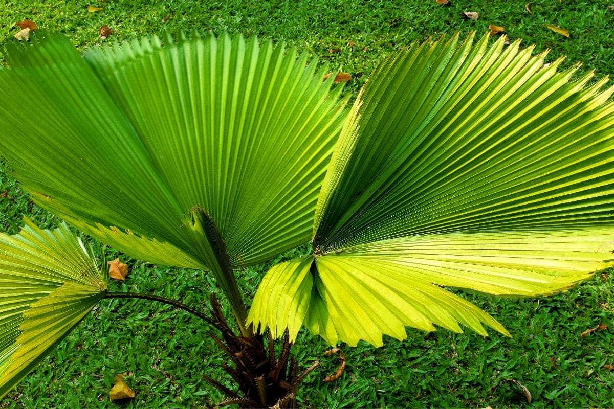 Tipos de Palmeiras: Descubra as Espécies Mais Fascinantes para Transformar seu Jardim em um Paraíso Tropical! 2 Tipos de Palmeiras: Descubra as Espécies Mais Fascinantes para Transformar seu Jardim em um Paraíso Tropical!