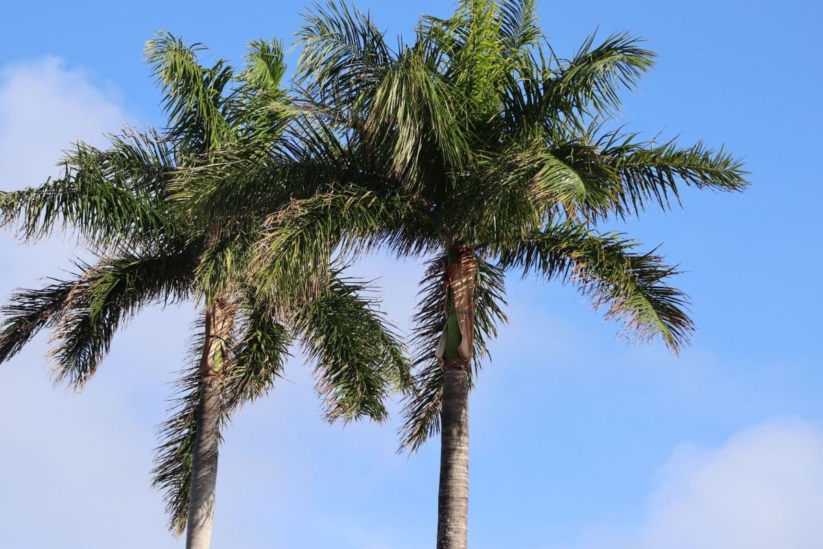 Tipos de Palmeiras: Descubra as Espécies Mais Fascinantes para Transformar seu Jardim em um Paraíso Tropical! 3 Tipos de Palmeiras: Descubra as Espécies Mais Fascinantes para Transformar seu Jardim em um Paraíso Tropical!