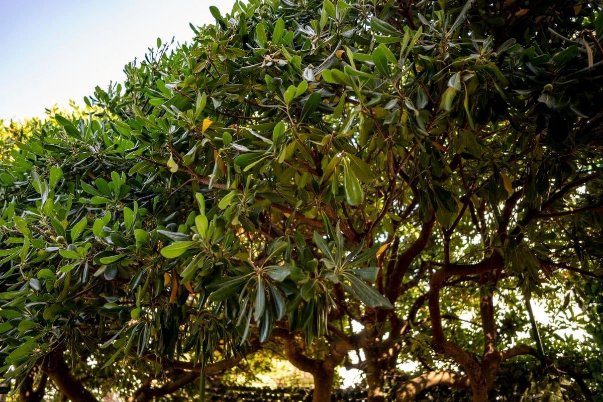 Cerca Viva: 5 Espécies para Transformar seu Jardim em um Paraíso Verde! 4 Cerca Viva: 5 Espécies para Transformar seu Jardim em um Paraíso Verde!
