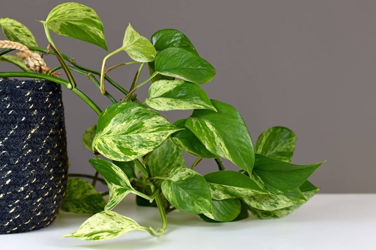 Plantas com folhas listradas: 10 espécies incríveis para dar vida à sua casa! 6 Pothos