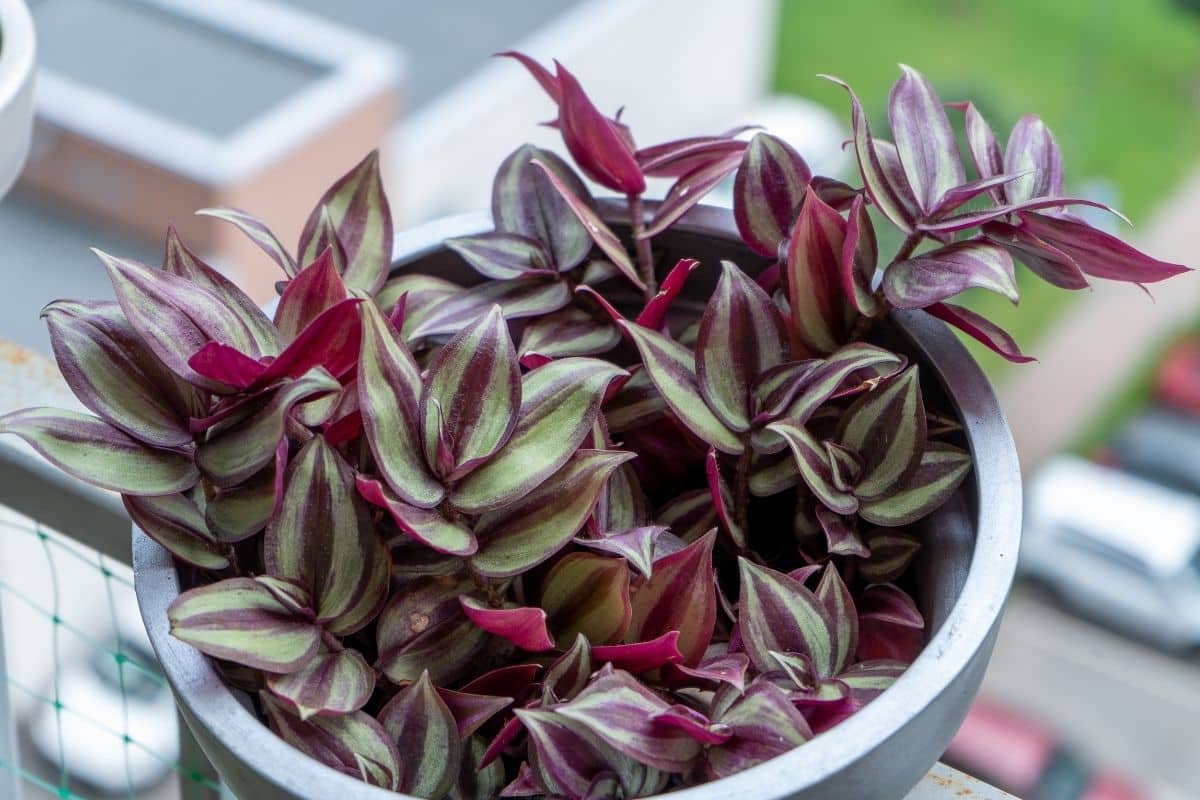 Plantas com folhas listradas: 10 espécies incríveis para dar vida à sua casa! 10 Tradescantia Zebrina