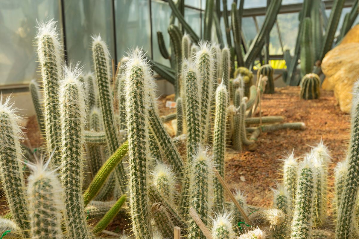 Cacto Cabelo de Velho: Como Cultivar Esta Maravilha Exótica 16 Cacto Cabelo de Velho: Descubra o Segredo de como Cultivá-lo com Sucesso!