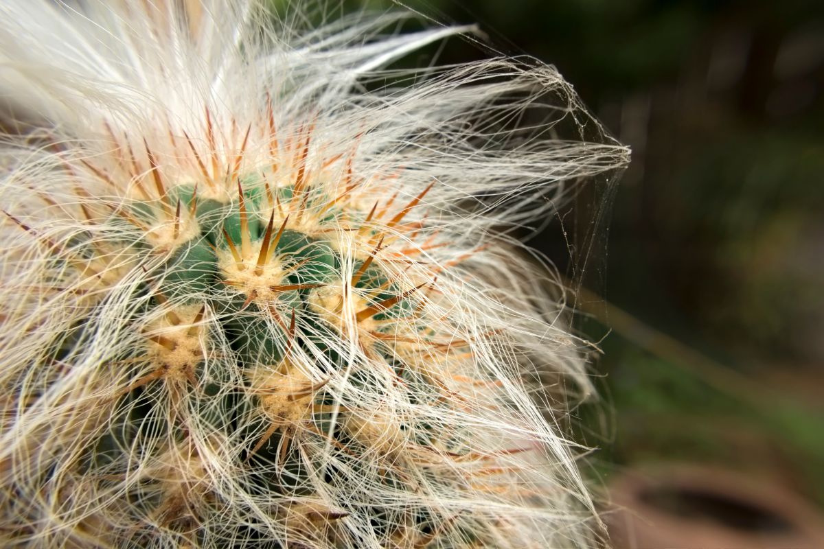 Cacto Cabelo de Velho: Como Cultivar Esta Maravilha Exótica 15 Cacto Cabelo de Velho: Descubra o Segredo de como Cultivá-lo com Sucesso!