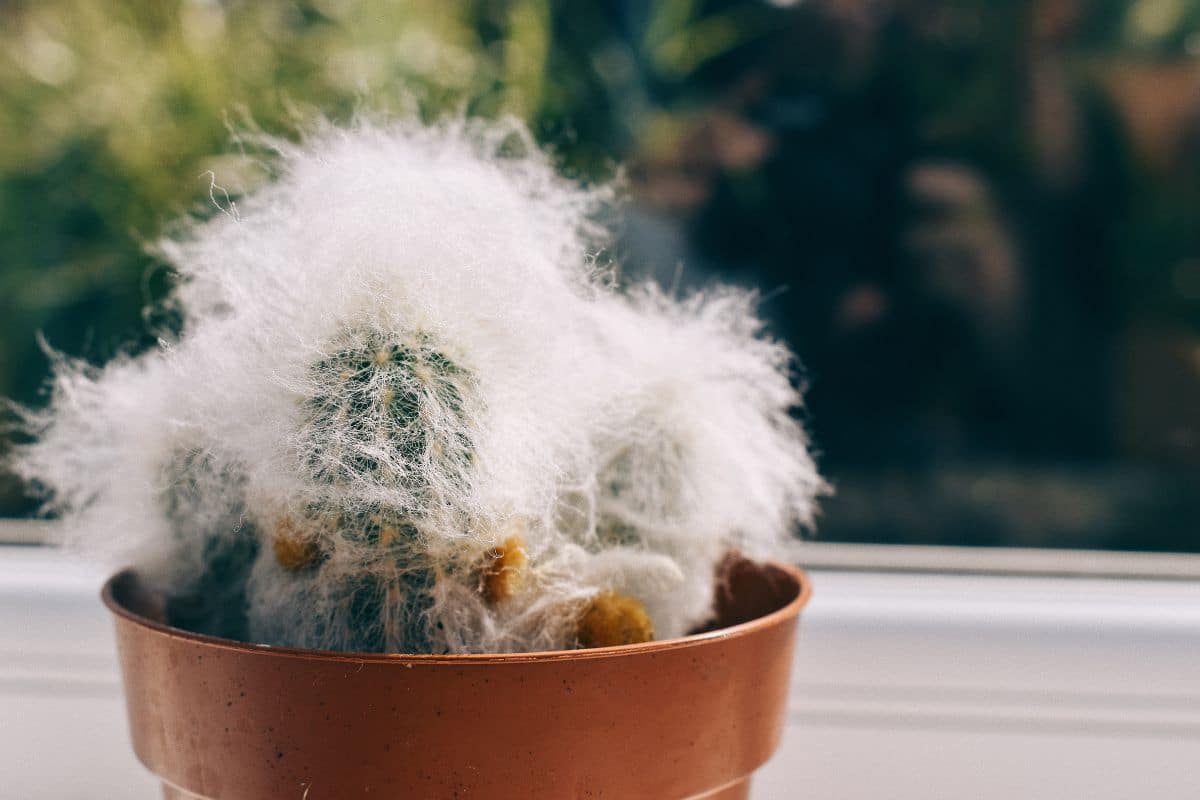 Cacto Cabelo de Velho: Como Cultivar Esta Maravilha Exótica 1 Cacto Cabelo de Velho: Descubra o Segredo de como Cultivá-lo com Sucesso!