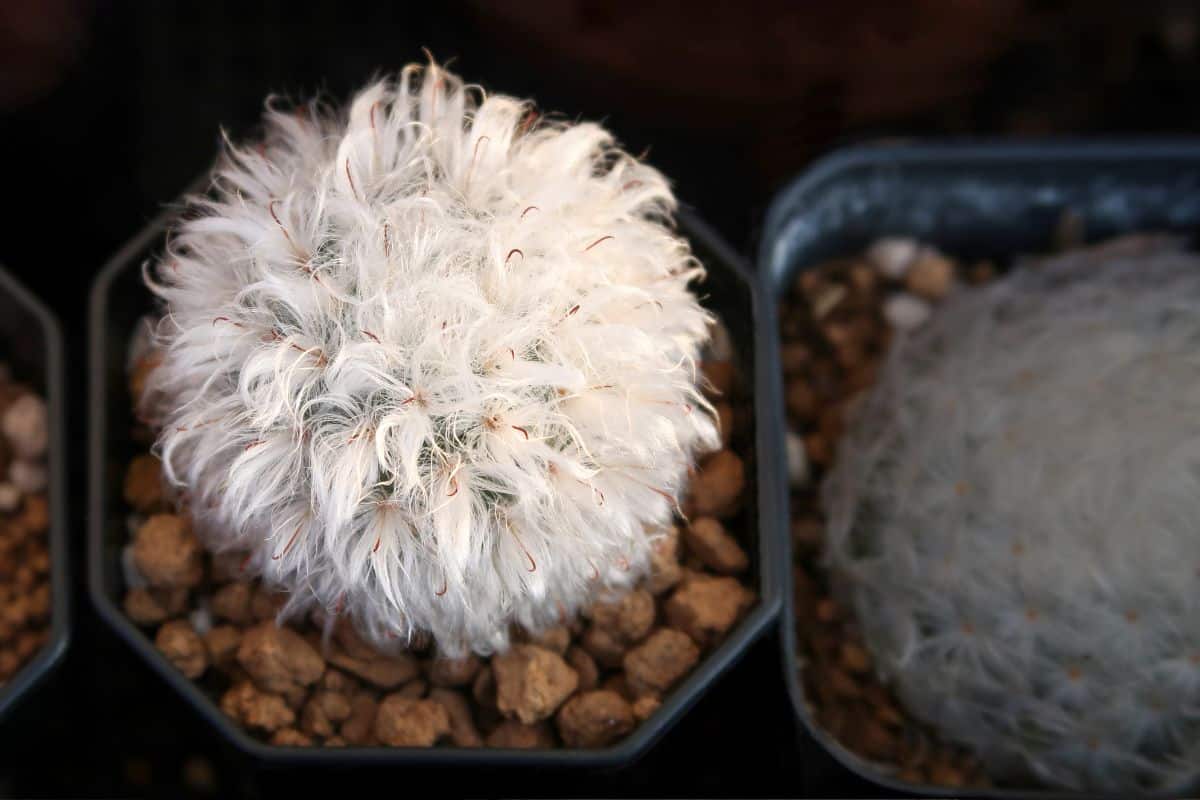 Cacto Cabelo de Velho: Como Cultivar Esta Maravilha Exótica 13 Cacto Cabelo de Velho: Descubra o Segredo de como Cultivá-lo com Sucesso!