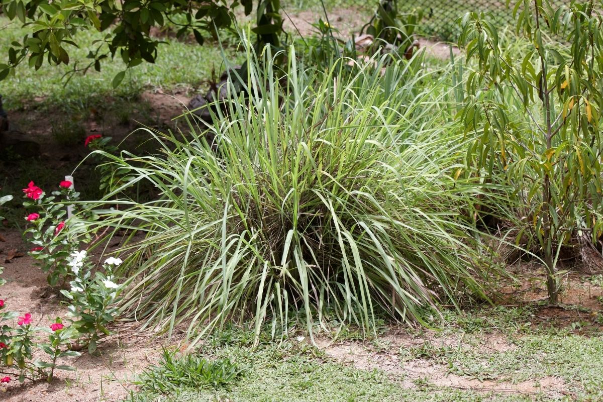 Proteja-se de Picadas: 5 plantas que Afastam os Mosquitos e Pernilongos!