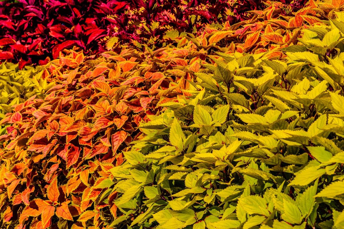 Coleus: Aprenda cultivar essa linda planta! 2 Benefícios do Coleus: Aprenda cultivar essa planta!