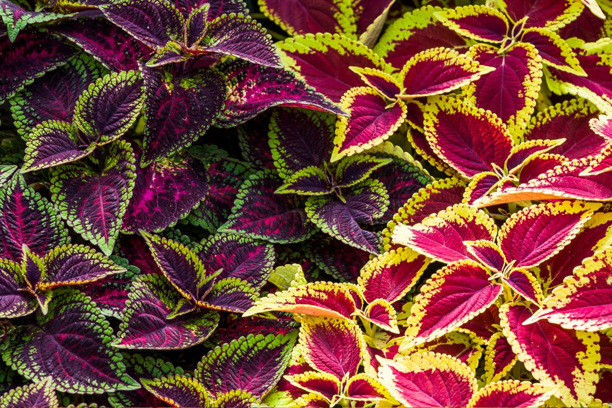 Coleus: Aprenda cultivar essa linda planta! 1 Benefícios do Coleus: Aprenda cultivar essa planta!