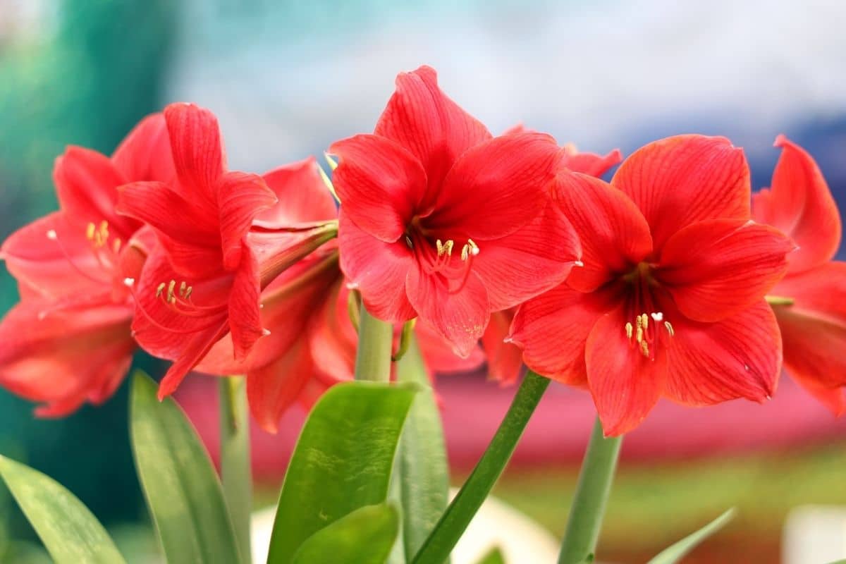 A maravilhosa Flor Amarilis: Desfrute do Seu Encanto e Beleza! 2 A maravilhosa Flor Amarilis: Desfrute do Seu Encanto e Beleza!