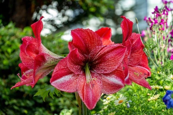 A maravilhosa Flor Amarilis: Desfrute do Seu Encanto e Beleza!