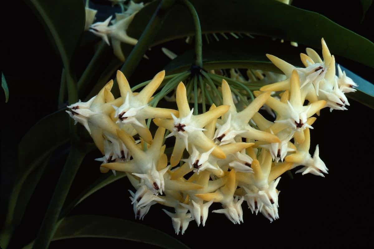 Saiba como cuidar da flor de cera - Descubra o segredo de um cuidado perfeito!