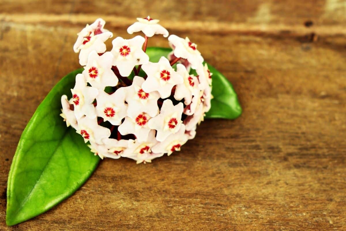 Saiba como cuidar da flor de cera - Descubra o segredo de um cuidado perfeito!