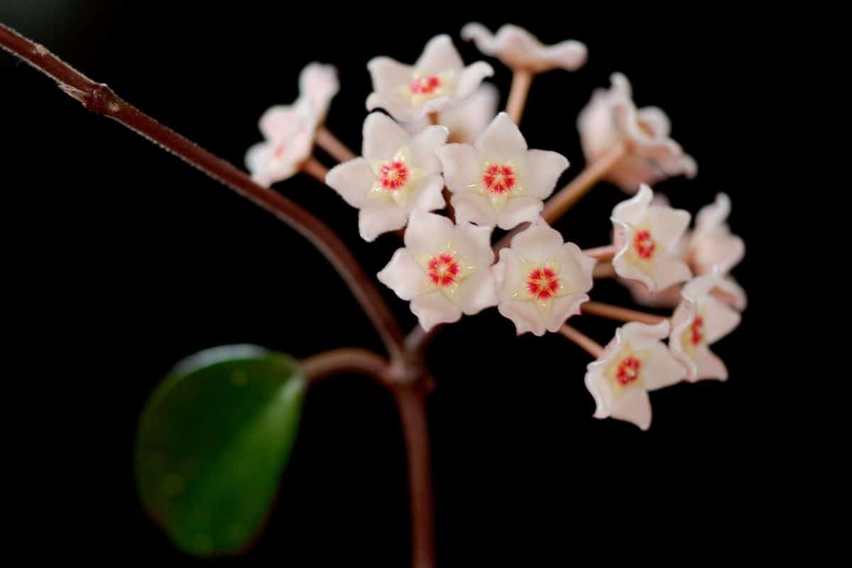 Saiba como cuidar da flor de cera - Descubra o segredo de um cuidado perfeito!