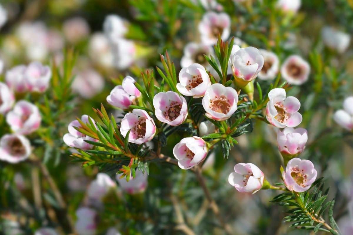 Saiba como cuidar da flor de cera - Descubra o segredo de um cuidado perfeito!