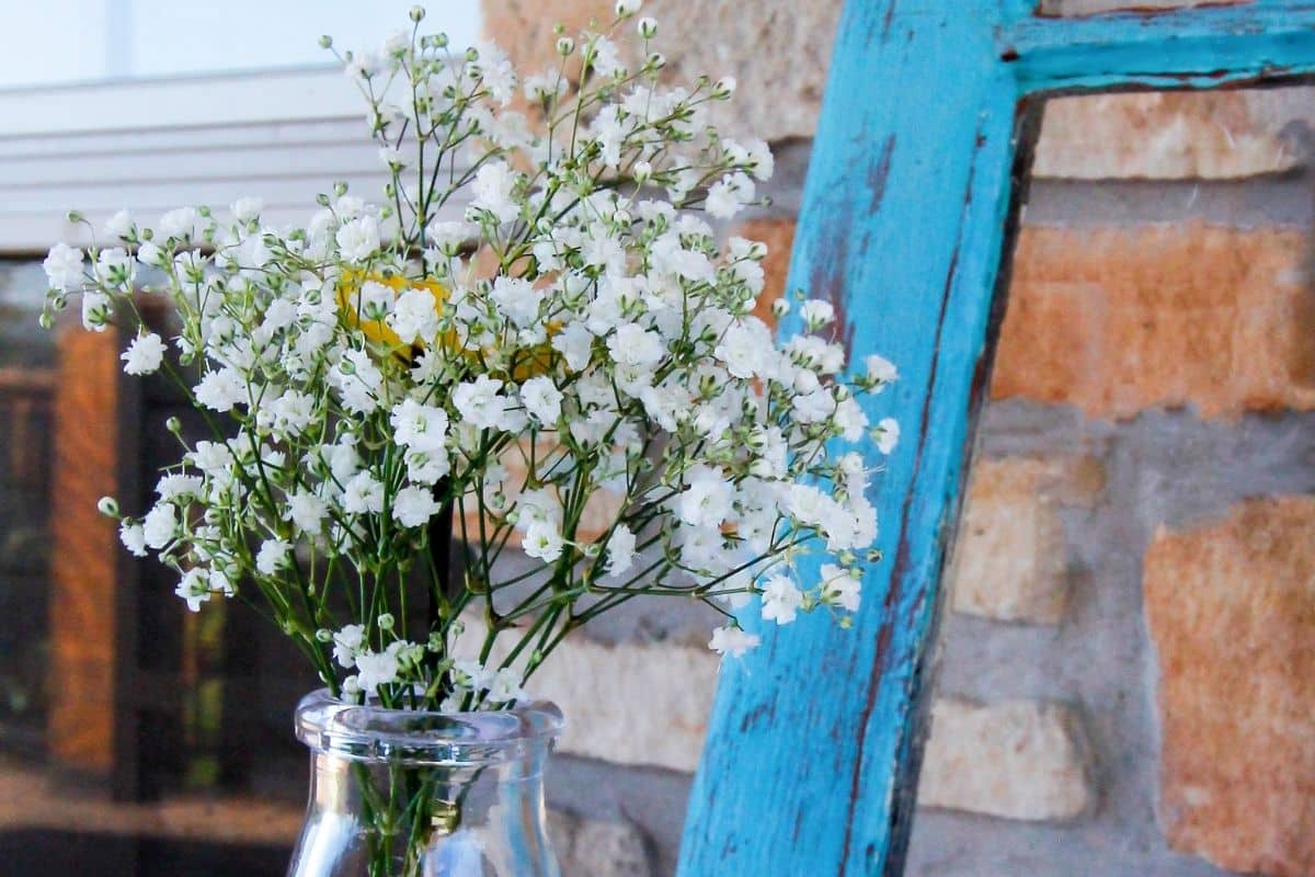 Flor Mosquitinho: Um Toque Delicado para Seus Arranjos Florais! 1 Flores Mosquitinho: O Toque Mágico na Decoração do Seu Casamento