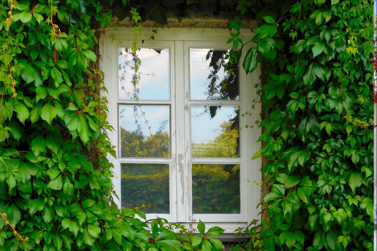 Trepadeiras: Beleza e Elegância para seu Espaço Verde.