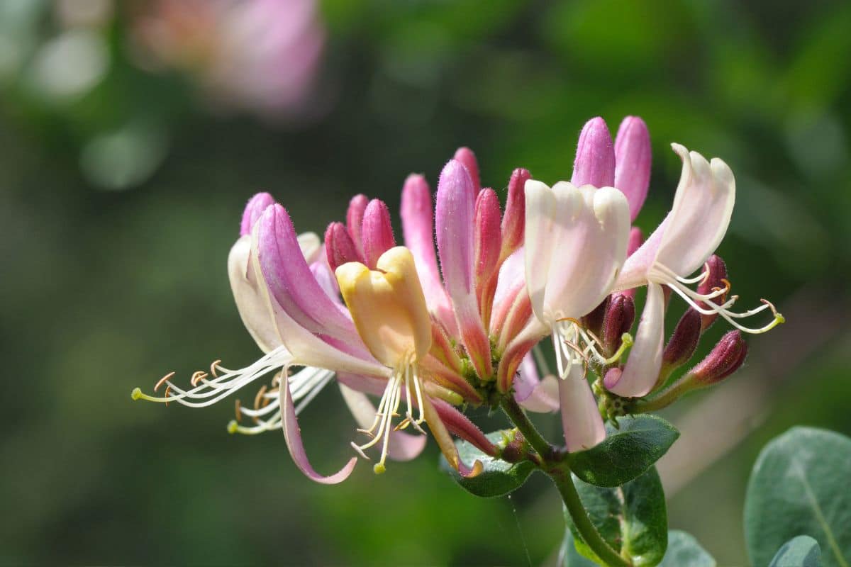 Madressilva: Uma flor exótica e perfumada para embelezar seu jardim! 1 Madressilva: Uma flor exótica e perfumada para embelezar seu jardim!