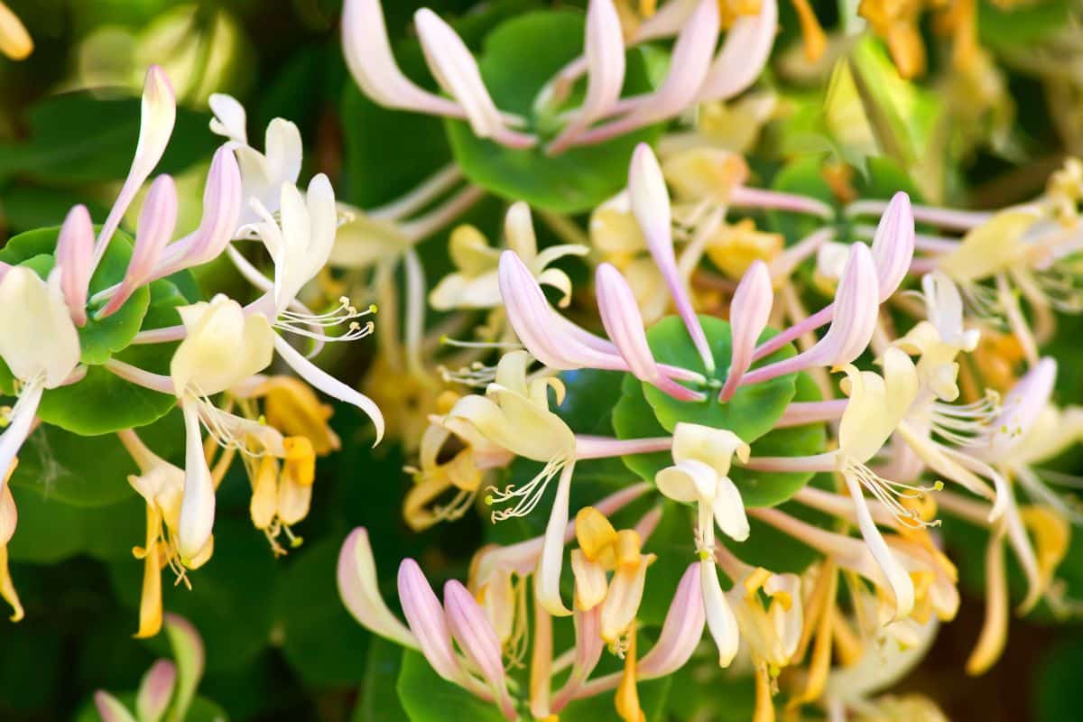 Madressilva: Uma flor exótica e perfumada para embelezar seu jardim! 2 Madressilva: Uma flor exótica e perfumada para embelezar seu jardim!