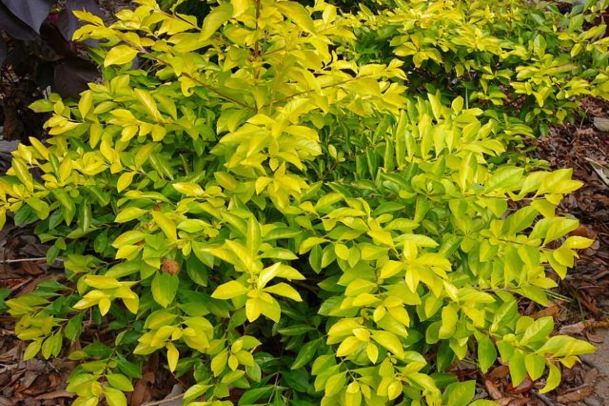 O Encanto do Pingo de Ouro: 7 dicas para cuidar dessa belíssima planta! 1 O Encanto do Pingo de Ouro: 7 dicas para cuidar dessa planta encantadora!