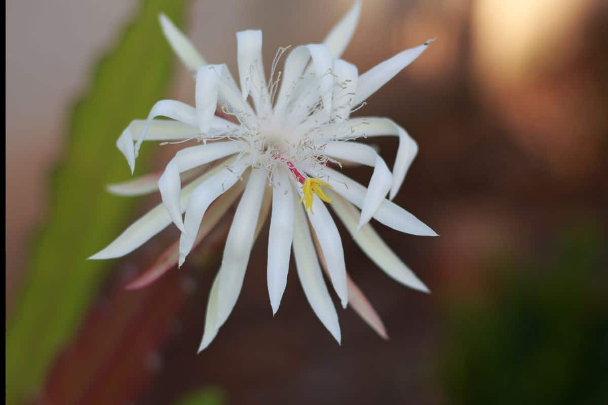 Plantas que Florescem à Noite: Desfrute do Encanto das Flores Noturnas em seu Jardim! 3 Plantas que Florescem à Noite: Desfrute do Encanto das Flores Noturnas em seu Jardim!