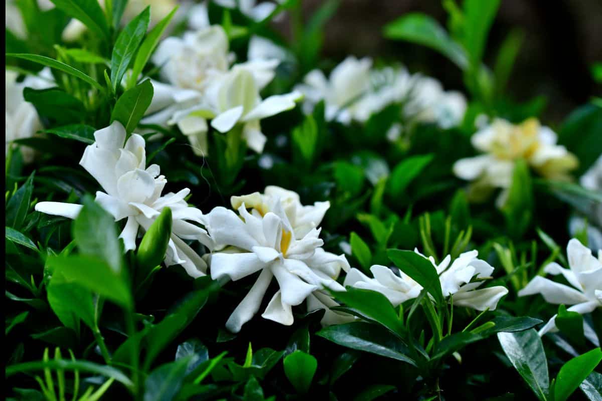 Plantas que Florescem à Noite: Desfrute do Encanto das Flores Noturnas em seu Jardim!