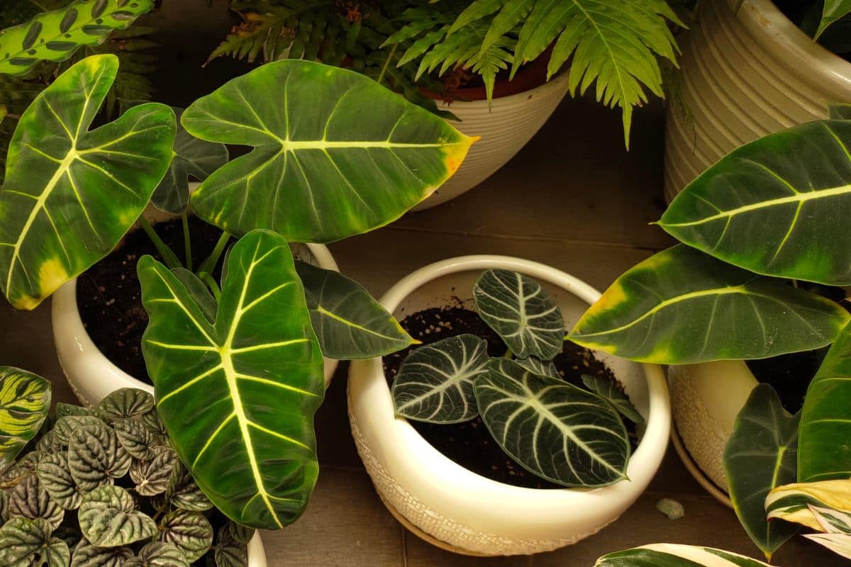 Plantas com folhas listradas: 10 espécies deslumbrantes para alegrar o seu jardim!